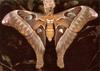 Hercules moth (Coscinocera hercules)