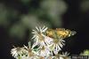 American Lady Butterfly (Vanessa virginiensis)