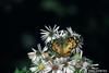 American Lady Butterfly (Vanessa virginiensis)