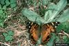 American Lady Butterfly (Vanessa virginiensis)