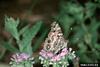 American Lady Butterfly (Vanessa virginiensis)