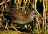 흰눈썹뜸부기 Rallus aquaticus (Water Rail)