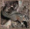 Cliff Chipmunk (Tamias dorsalis)