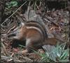 Colorado Chipmunk (Tamias quadrivittatus)