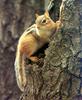 Eastern Chipmunk (Tamias striatus)