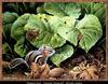 Eastern Chipmunk (Tamias striatus)