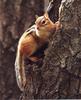 Eastern Chipmunk (Tamias striatus)