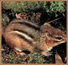 Eastern Chipmunk (Tamias striatus)