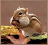 Eastern Chipmunk (Tamias striatus)