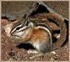 Least Chipmunk (Tamias minimus)