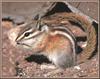 Least Chipmunk (Tamias minimus)