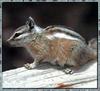 Lodgepole Chipmunk (Tamias speciosus)