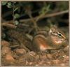 Merriam's Chipmunk (Tamias merriami)