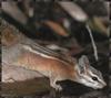 Panamint Chipmunk (Tamias panamintinus)