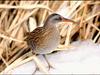 흰눈썹뜸부기 Rallus aquaticus (Water Rail)