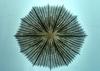 Mushroom Coral (Fungia integra)