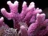 Coral (Anthozoa)