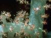 Coral polyp (Anthozoa)