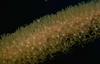 Coral polyp (Anthozoa)