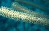 Coral polyp (Anthozoa)