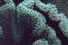 Coral polyps (Anthozoa)
