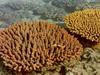 Staghorn Coral (Acroporidae)