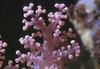 Soft Coral (Anthozoa)