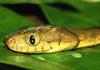 Brown Tree Snake (Boiga irregularis)