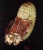 Chambered Nautilus (Nautilus pompilius)