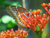 Cethosia penthesilea methypsea (Plain Lacewing)