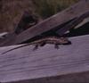 Eastern Fence Lizard (Sceloporus undulatus)