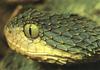 Western Bush Viper (Atheris chlorechis)