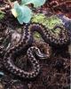 Common Adder (Vipera berus)