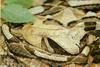 Gaboon Viper (Bitis gabonica)