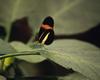 Postman Butterfly (Heliconius melpomene)