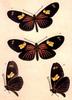 Longwing Butterfly (Heliconius sp.)