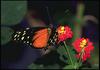 Longwing Butterfly (Heliconius sp.)