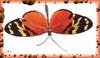 Longwing Butterfly (Heliconius sp.)