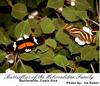 Longwing Butterfly (Heliconius sp.)