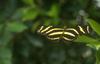 Zebra Longwing Butterfly (Heliconius charitonius)