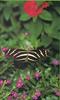 Zebra Longwing Butterfly (Heliconius charitonius)