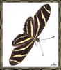 Zebra Longwing Butterfly (Heliconius charitonius)