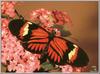 Common Postman Butterfly (Heliconius melpomene)