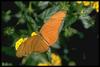 Julia Heliconian (Dryas julia)