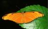 Julia Heliconian (Dryas julia)