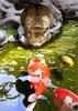 Koi (Cyprinus carpio)