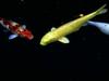 Koi (Cyprinus carpio)