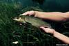 Grass Carp (Ctenopharyngodon idella)