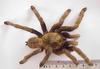 Chinese bird spider (Selenocosmia huwena)