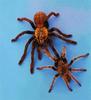 Chinese bird spider (Selenocosmia huwena)